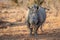 Dehorned White rhino starring at the camera