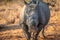 Dehorned White rhino starring at the camera