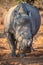 Dehorned White rhino starring at the camera