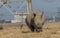 Dehorned white rhinoceros in South Africa