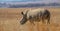 Dehorned white rhinoceros in South Africa