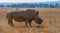 Dehorned white rhinoceros in South Africa