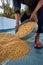 Dehradun City Uttarakhand India. March 21st 2022. Indian Man processing wheat post harvest. Wetting and Drying process