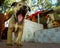 Dehradun, Uttarakhand - India , Jan 2nd 2021. A close up shot of a puppy yawning with eyes closed in a hindu temple with a statue