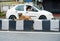 Dehradun Uttarakhand- India : july 5th 2020. A brown stray dog sitting on a road divider with passing cars around