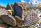 Dehydrated Beavertail cactus (Opuntia basilaris), prickly pear cactus, California, USA