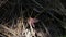 Deilephila Porcellus, pink moth in the wood