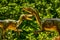 Deinonychus dinosaur in the dino park for kids. A couple or a flock of dinosaurs stands in the forest among the trees on