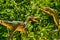 Deinonychus dinosaur in the dino park for kids. A couple or a flock of dinosaurs stands in the forest among the trees on