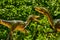 Deinonychus dinosaur in the dino park for kids. A couple or a flock of dinosaurs stands in the forest among the trees on