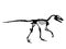 Deinonychus Fossil