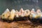 Deinotherium teeth in museum