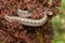 Dekay's Brownsnake - Storeria dekayi