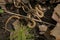 Dekay`s Brownsnake - Storeria dekayi