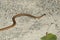 Dekay's Brownsnake - Storeria dekayi