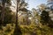 Delatite River Trail at Mt Buller