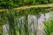 Delaware Canal Towpath and bulrush, Historic New Hope, PA