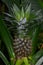 Delectable Fresh Pineapple Growing in a Garden