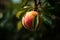 Delectable Peach Fruit Beautifully Displayed Amongst Lush Foliage in a Scenic Tree Setting