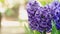 Delft Blue Hyacinthus bloomed closeup with space for text