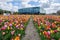 DELFT, the NETHERLANDS - APRIL 26, 2018: A tulip garden in front of the new townhall / railway station in Delft.