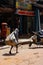 Delhi, India - August 18, 2009: a very thin and poor child carries a sack along a street of delhi full of waste