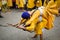 Delhi, India, October 2, 2023 - Sikhs display gatka and martial arts during annual Nagar Kirtan, Traditional, procession on