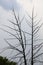 Delhi Zoological park, India - 13 April 2024, random picture of trees in blue sky in black and white