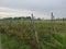 Deli Serdang, North Sumatera/November 2021:Fields of tomatoes farm in one of village.