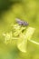 Delia antiqua - onion fly resting on marsh spurge - Euphorbia palustris