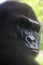 Deliberate gaze over shoulder of gorilla