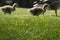 Deliberately blurred image with Two defocused young geese with fluffy feathers waddle over the green focused grass, depth of field