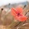 The delicacy of a solitary poppy