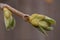 The delicacy and vibrant colors of young hazelnut leaves, European hazel Corylus avellana macro photography