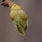 The delicacy and vibrant colors of young hazelnut leaves, European hazel Corylus avellana macro photography