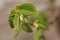 The delicacy and vibrant colors of young hazelnut leaves, European hazel Corylus avellana macro photography