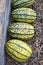 Delicata winter squash