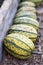 Delicata winter squash