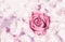 Delicate abstract background with pink rose