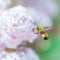 Delicate Aerial Dance: Green Hummingbird Sphinx in Flight among the Lilac Flowers - Enchanted Moment in the Flower