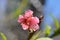 Delicate almond flower on a background of blue sky