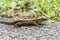 Delicate Ameiva (Holcosus leptophrys) lizard