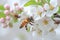 Delicate apple tree blossom in spring, a bee collects pollen, close-up. Generative AI.