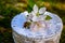 Delicate apple tree flowers with a bee on a white wicker box background.