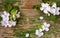 Delicate apple tree flowers and petals