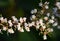 Delicate Australian native Pink Beard Heath flowers, Leucopogon ericoides, family Ericaceae, flowering in winter in Sydney woodlan