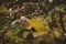 Delicate autumn shrub in the garden with withered beige flowers