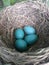 Delicate baby robin eggs