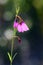 Delicate back lit drooping flowers of the native Australian Black Eyed Susan, Tetratheca shiressii