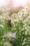 Delicate background with wildflowers